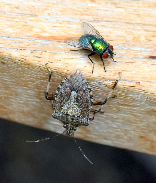 Graue Gartenwanze und grün schillernde Fliege