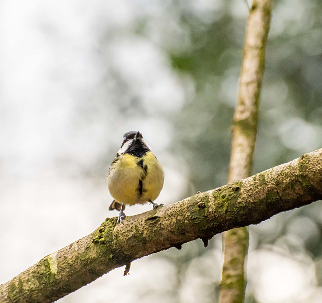 Great tit