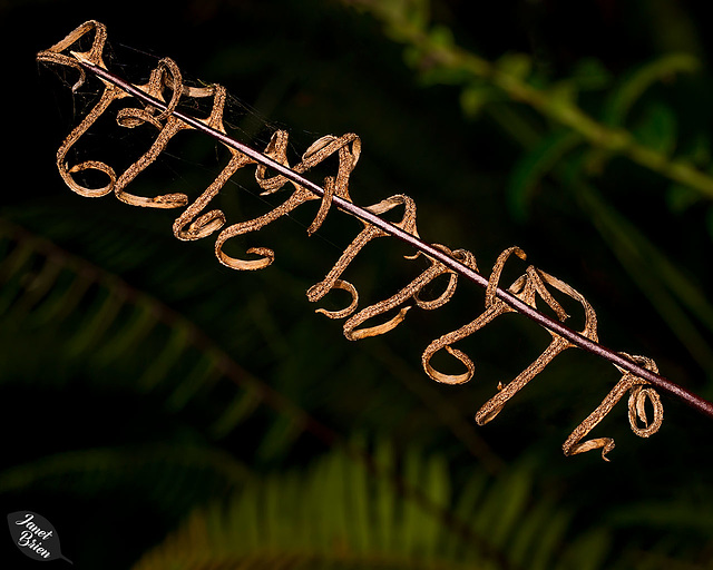 More Ferns at Tugman State Park (+5 insets!)