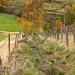 Shire Hill steep path Birch tree