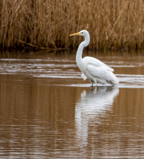 Great white egret