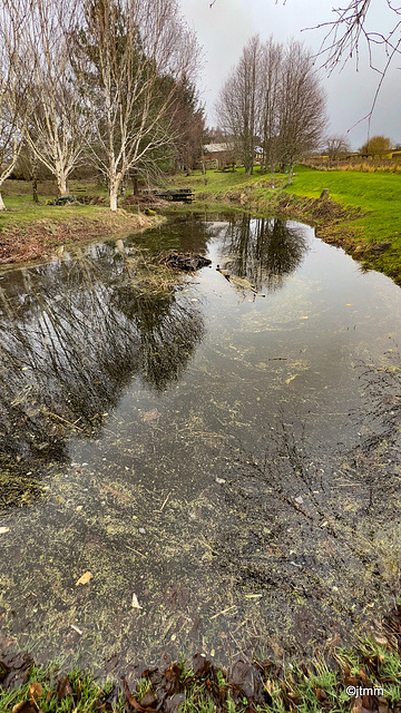 Pond as mirror