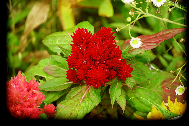 Fractal Flowers