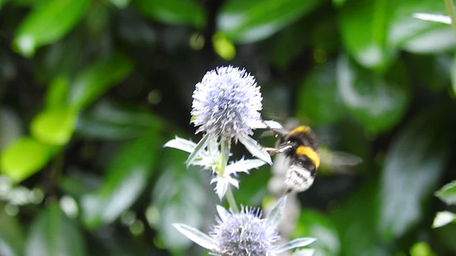 20230806 3425CP~V [D~LIP] Helle Erdhummel (Bombus lucorum) BS