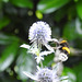 20230806 3425CP~V [D~LIP] Helle Erdhummel (Bombus lucorum) BS