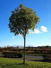 le petit arbre dans les nuages