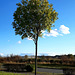 le petit arbre dans les nuages