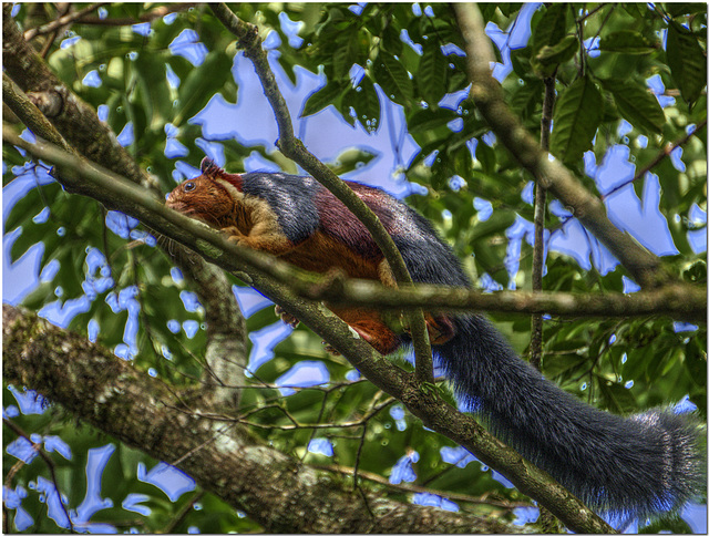 Tree Squirrel, Tamil Nadu