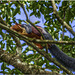 Tree Squirrel, Tamil Nadu