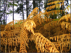 Autumn  Ferns