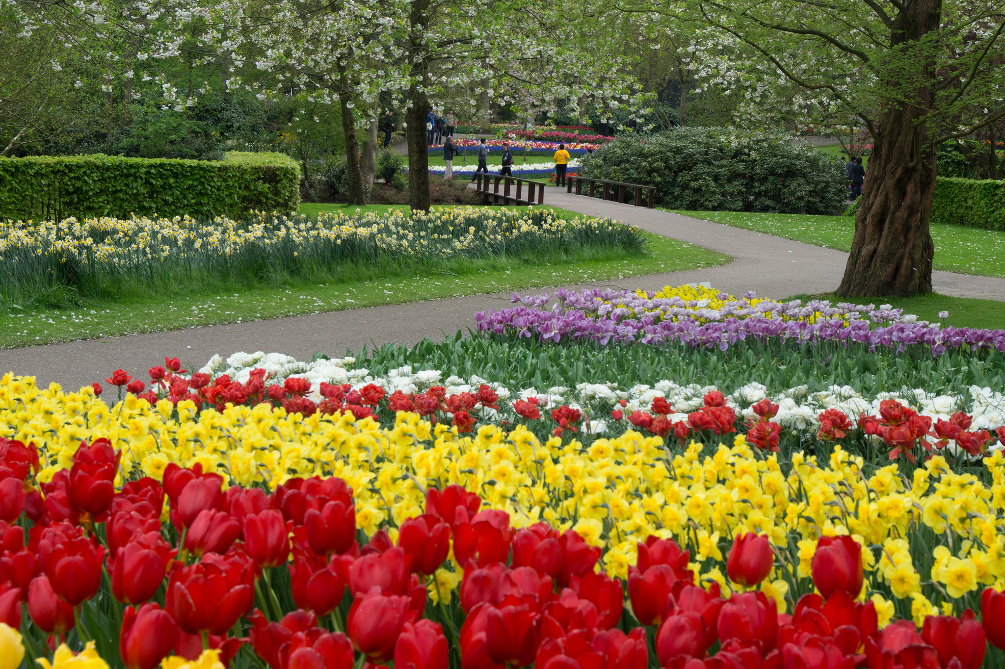 Niederlande - Keukenhof DSC09540