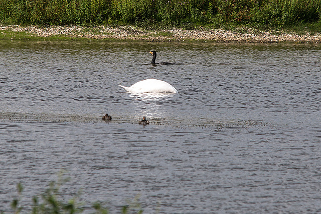 20150910 8706VRTw [D~PB] Kormoran, Höckerschwan (Cygnus olar), Ente, Steinhorster Becken, Delbrück