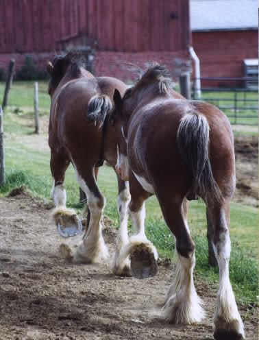 Follow the leader