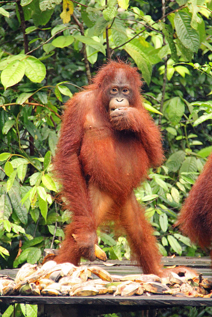 A young orang utang poses for the camera