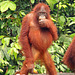 A young orang utang poses for the camera