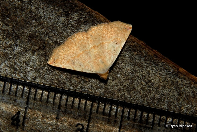 Autoba silicula (Swinhoe, 1897)