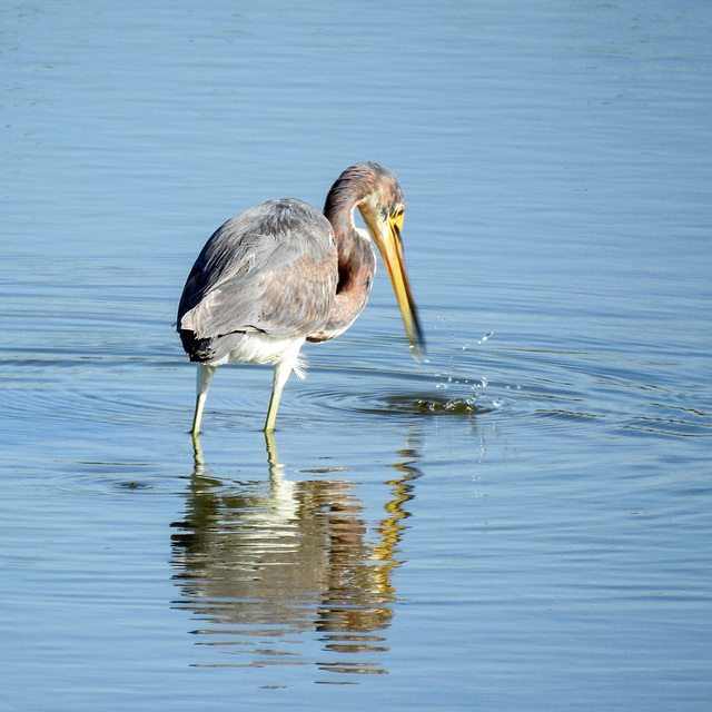 Day 4, Tricolored Heron, fishing Day 4, Tricolored Heron, fishing