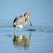 Day 4, Tricolored Heron, fishing