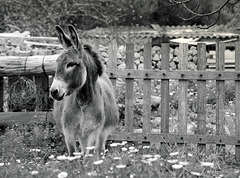 The donkey is still here..... :)