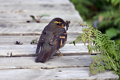 Ixoreus Naevius, Canada