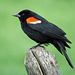 Red-winged Blackbird male / Agelaius phoeniceus