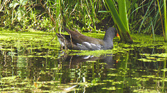 The Pond Moorhens