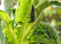 20200613 8449CPw [D~LIP] Asiatischer Marienkäfer: Larve, Blattlaus, Bad Salzuflen