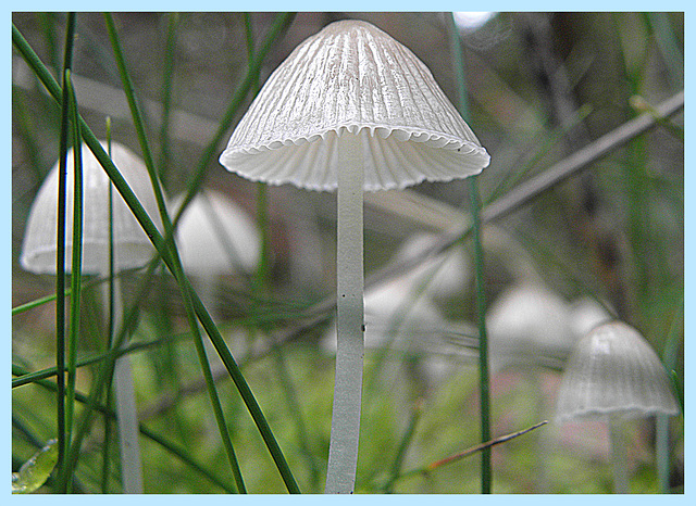 Glass Umbrella