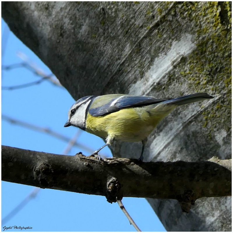 Une petite Mésange Bleue ...