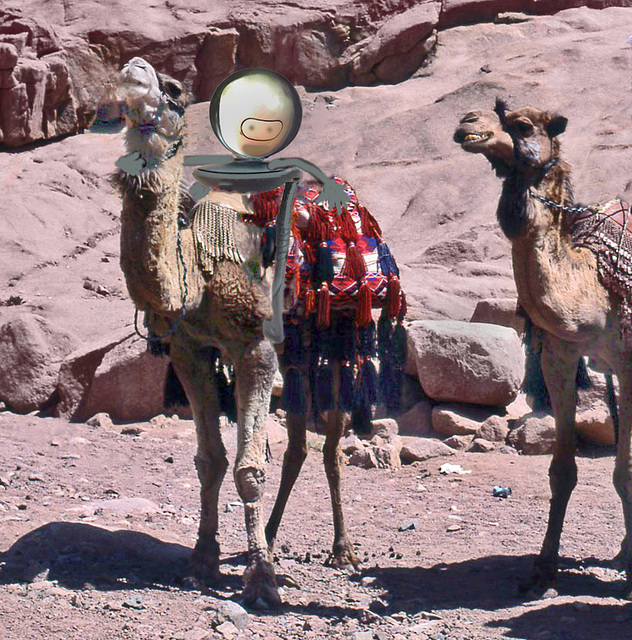 Webcam  Alien riding on a camel in  Israel