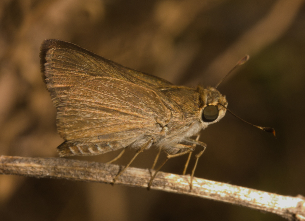 IMG 2583 Butterfly-1