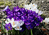 Frühlingserwachen   (pip)