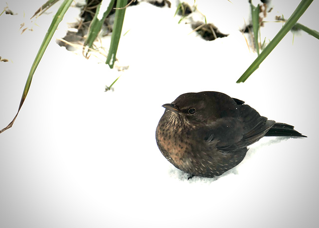 Winter, weibliche Amsel oder Drossel im Schnee