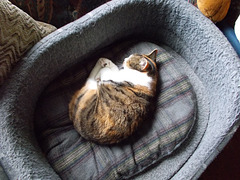 Bea[26] - sleeping tripod [Explored]
