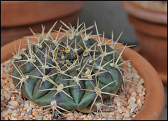 Gymnocalycium