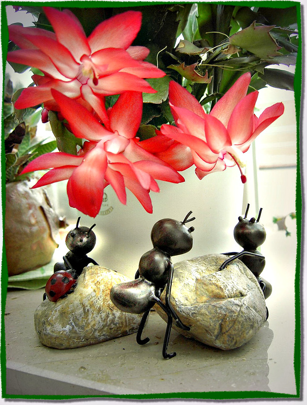 Under the Christmas Cactus... ©UdoSm