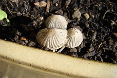 Fungi in the hoya pot