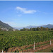 Weinanbau bei Tenero-Contra (Schweiz)