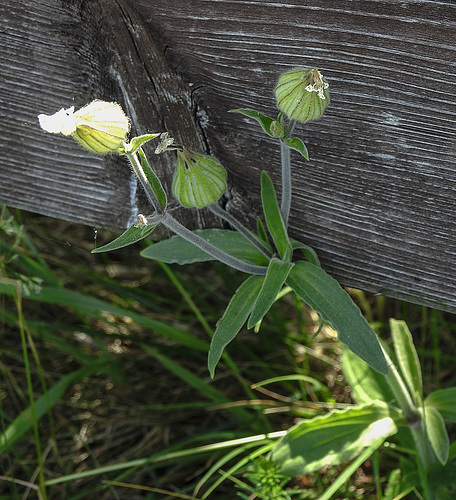 20170517 1523CPw [A] Leimkraut (Silene vulgaris), Neusiedler See