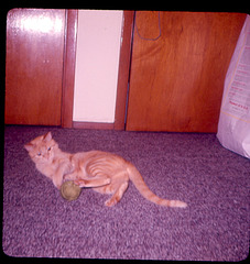 Peaches, entertaining herself with a ball of yarn left from a sweater my wife made me for Christmas, 1972, which I still have because I would be damned to hell if it went before I do.