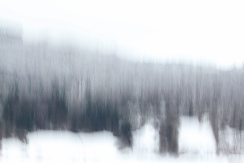 Forêt sous la neige - ICM