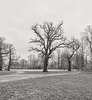 baum-4581-4582 Panorama-20-01-18sw