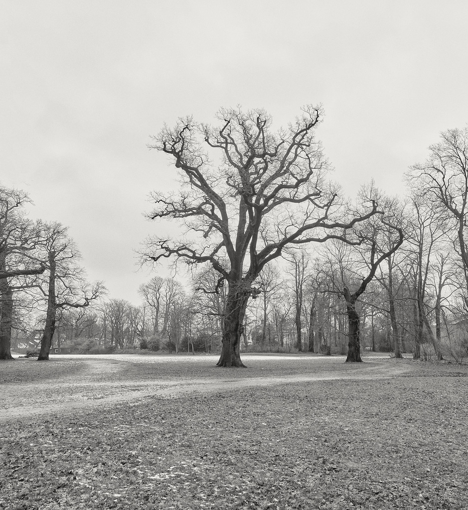 baum-4581-4582 Panorama-20-01-18sw