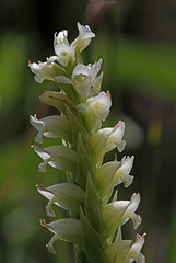 Hooded Ladies' Tresses