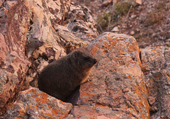 Rock Hyrax near the Erar Community Guesthouse