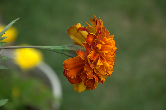 marigold