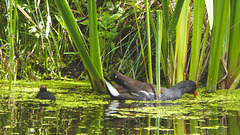 The Pond Moorhens