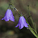 Scottish Harebells