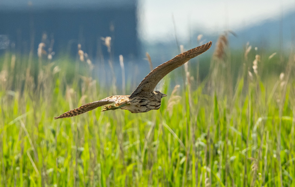 Bittern