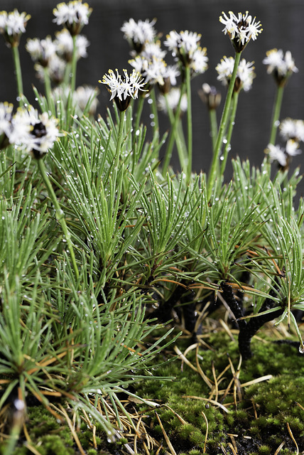 Borya Constricta Churchill - Life on the Rock